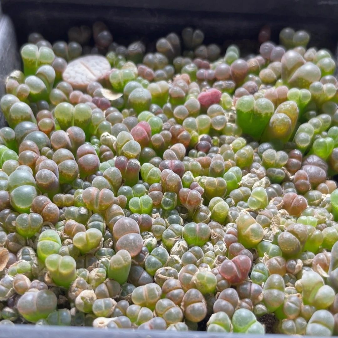 五彩风铃一物一拍～102