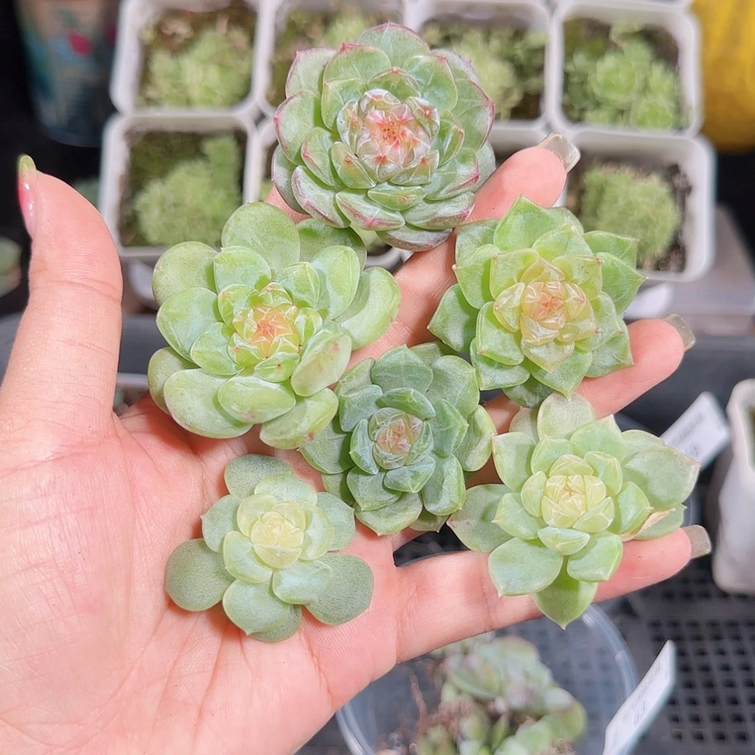 0908---64糖心珍妮