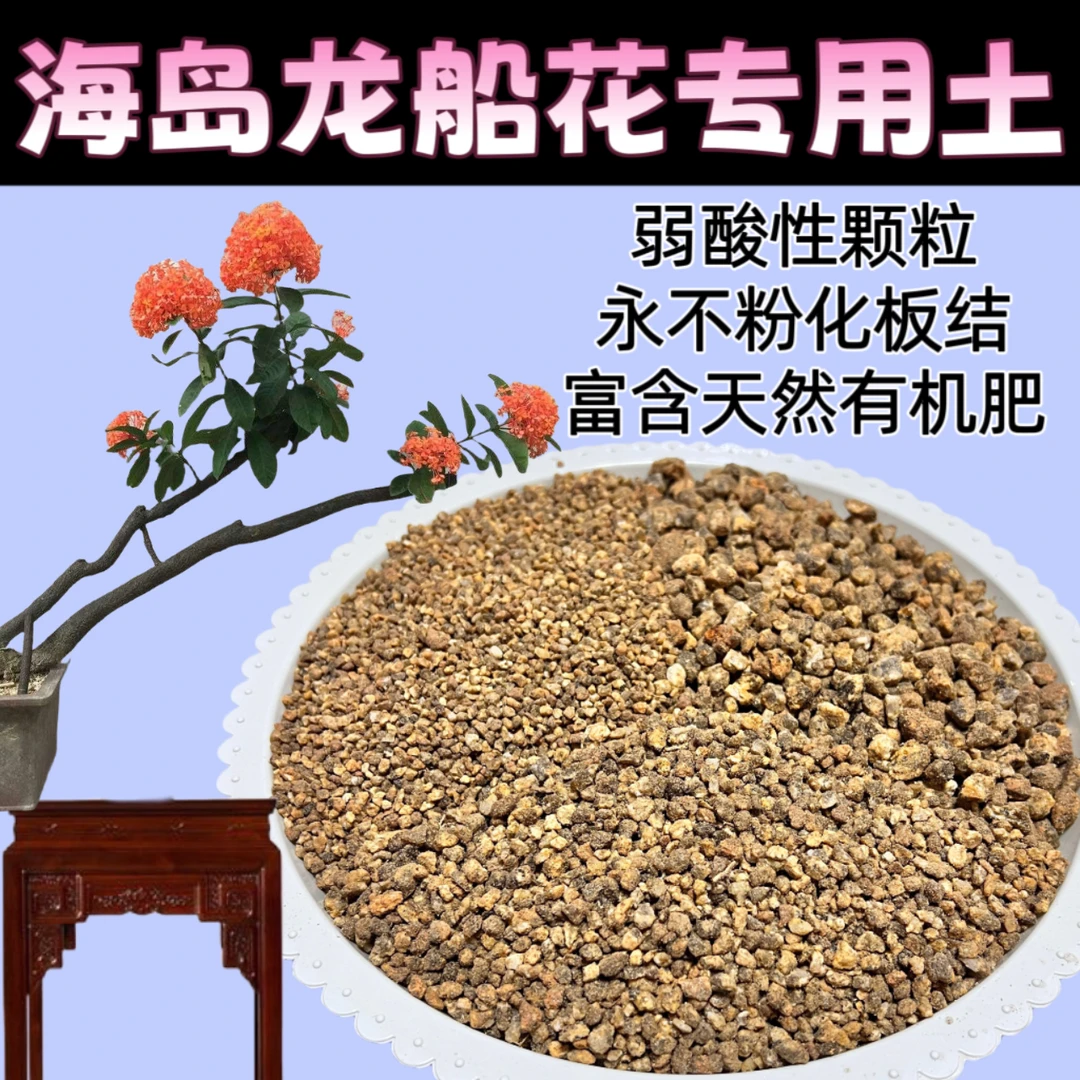海岛龙船花盆栽风化土下山生桩发根熟桩换土颗粒不粉化板结营养土