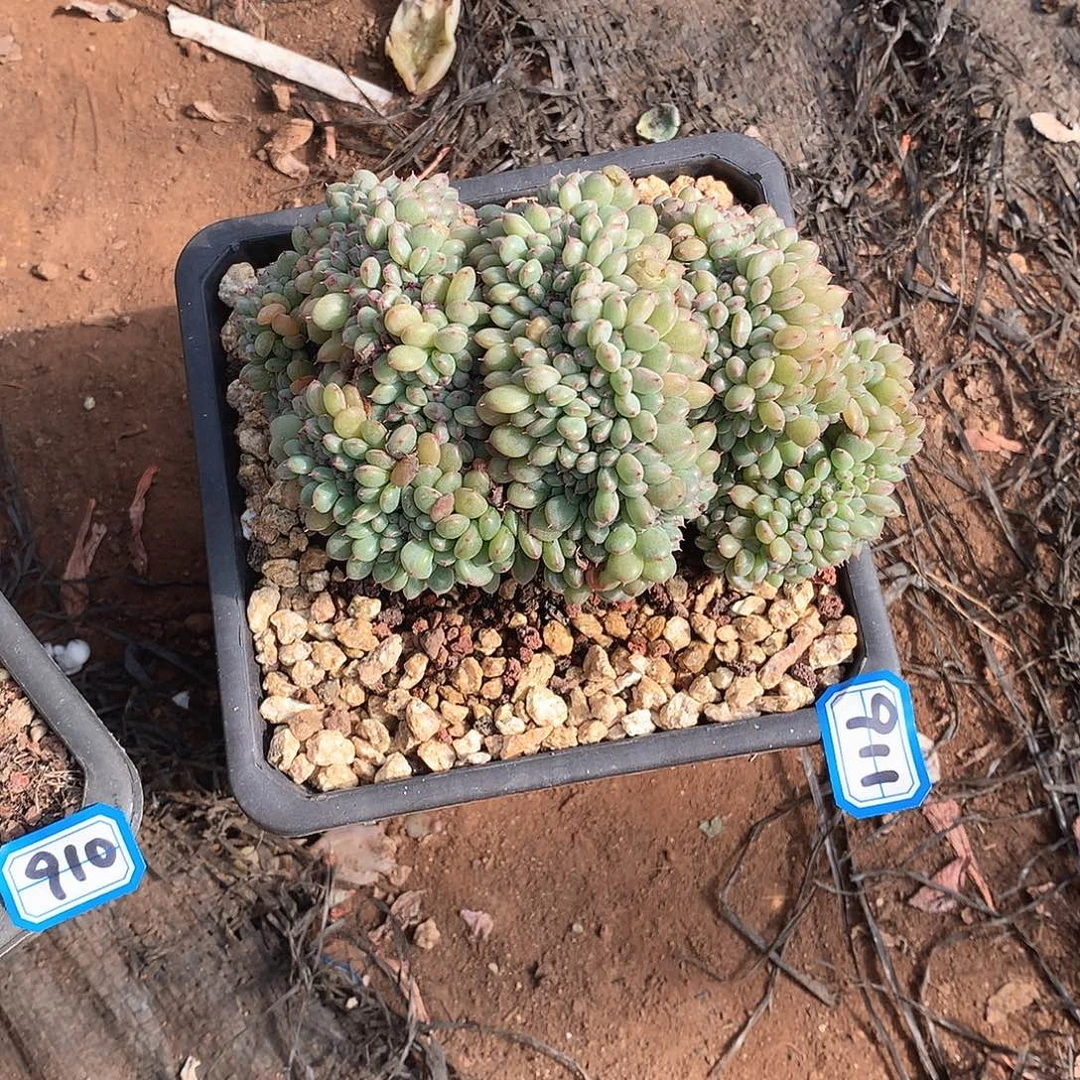 911白胖子 一物一拍多肉