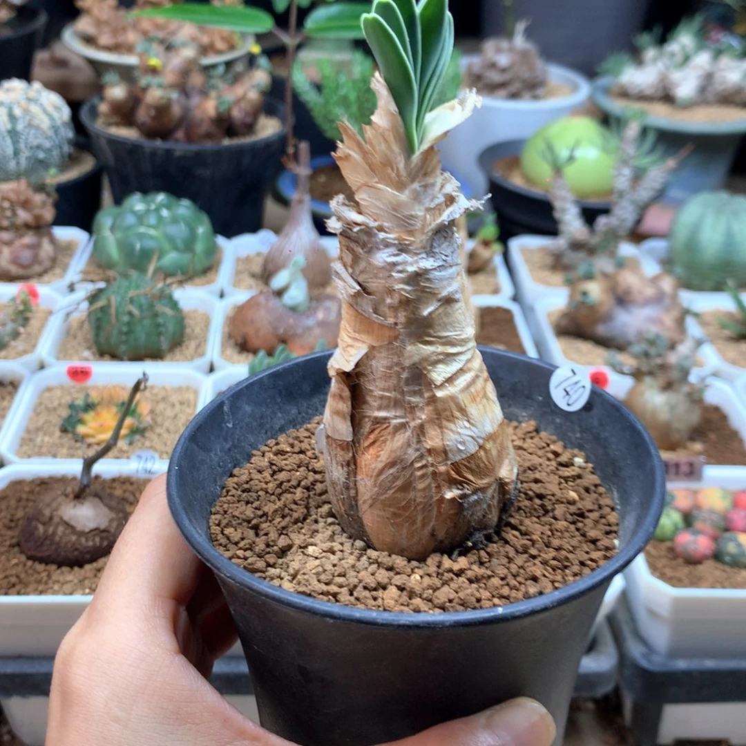 产地巨凤之卵带盆3.3cm