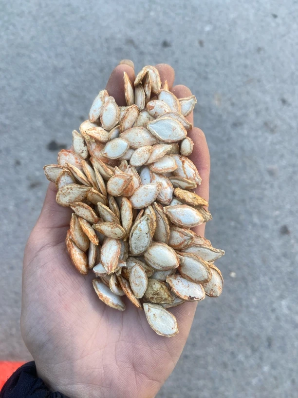 【现收】农家特产食用农产品（南瓜子）