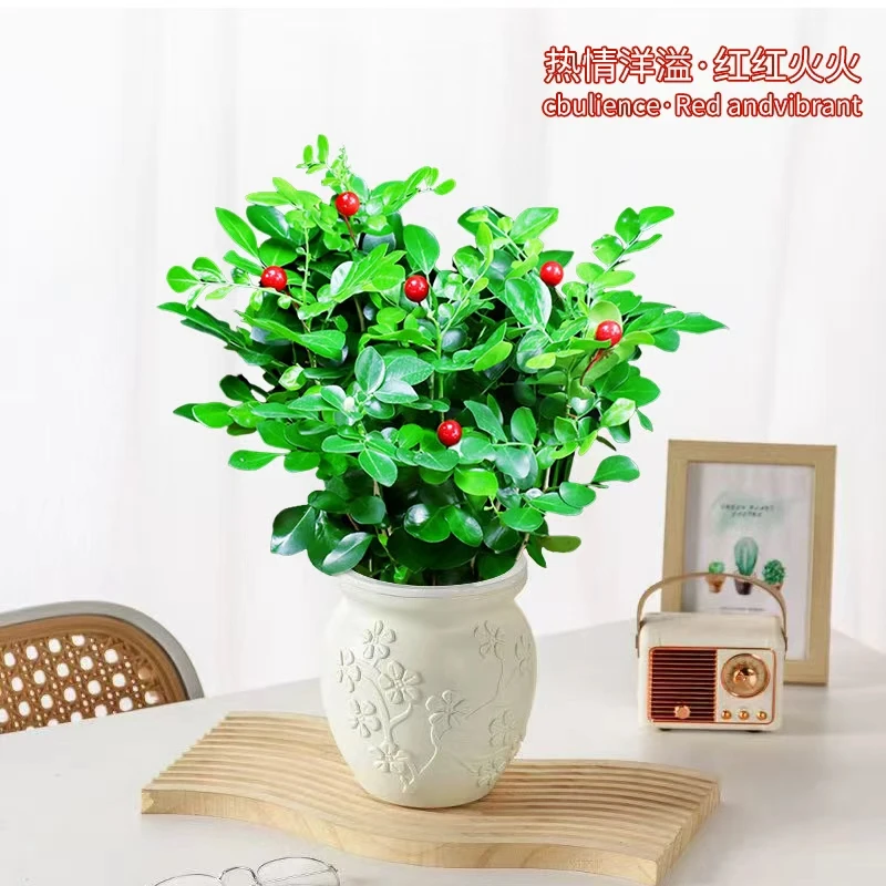红果九里香盆栽室内植物客厅阳台观果花卉四季四季常青耐寒绿植文