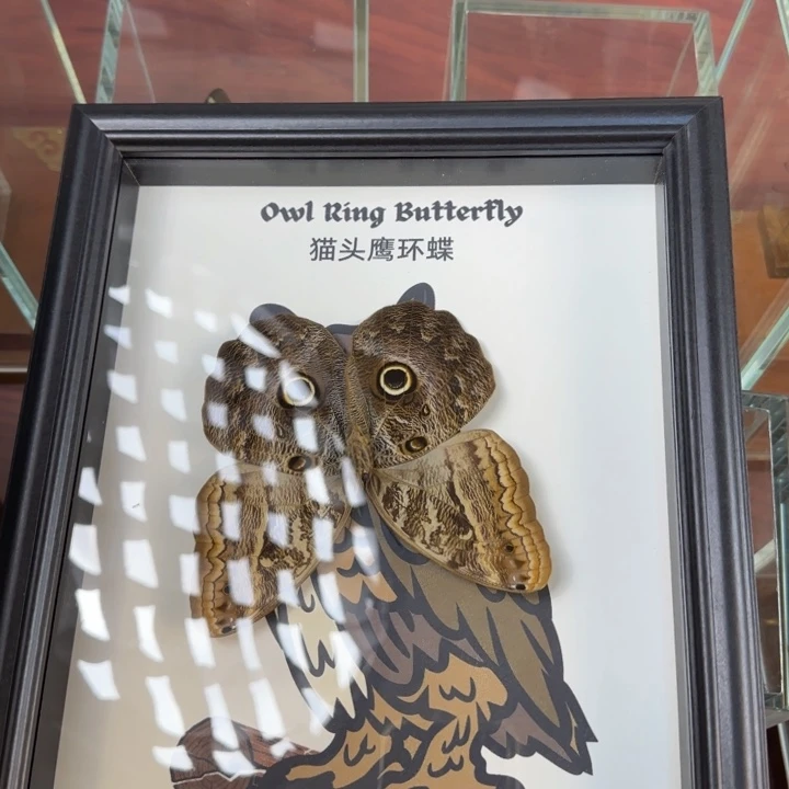 蝴蝶标本蝴蝶标本