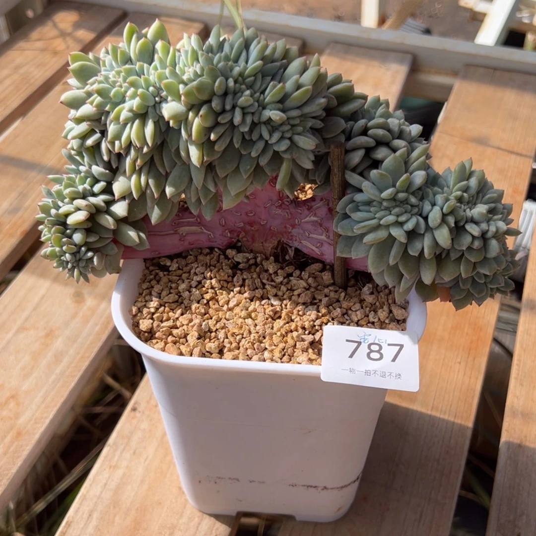 安***心缀化小树朵朵呀呀呀呀呀呀呀呀