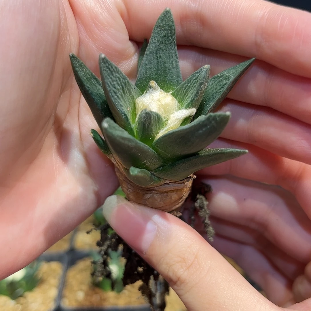 4cm实生大白龙丸带盆
