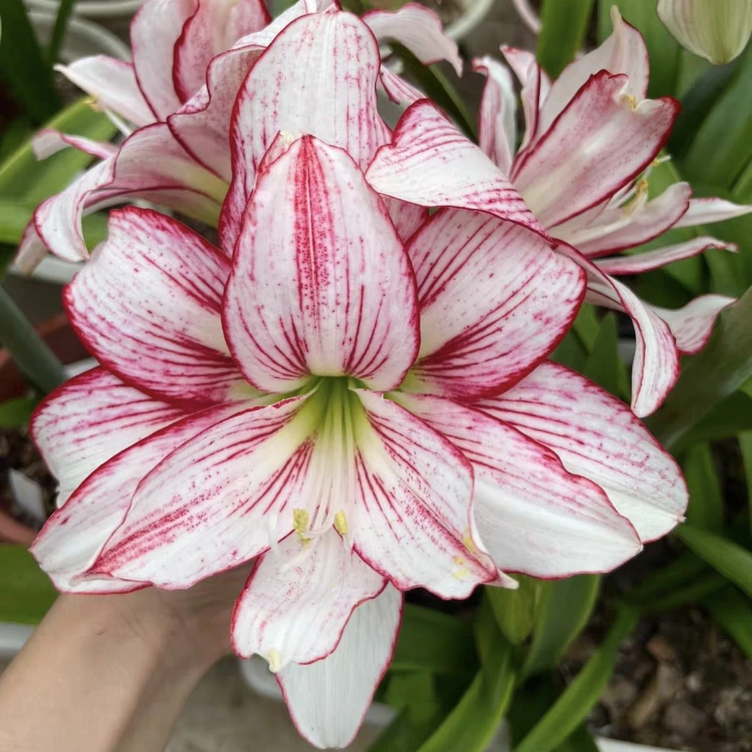 朱顶红-台朱七彩小仙女6.8cm带6大大侧，已开花对版
