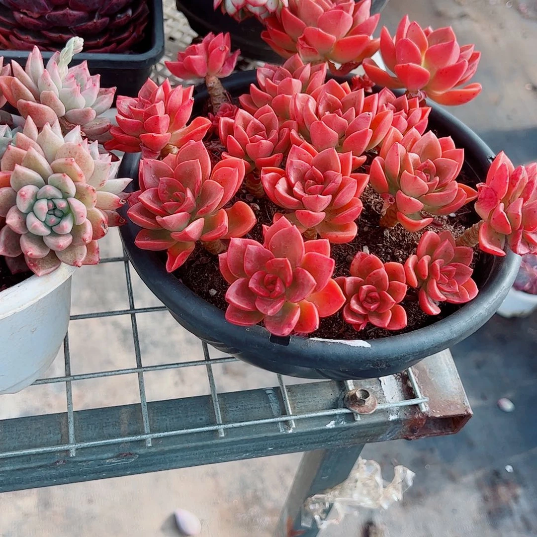 巧克力玫瑰带盆土精品特大