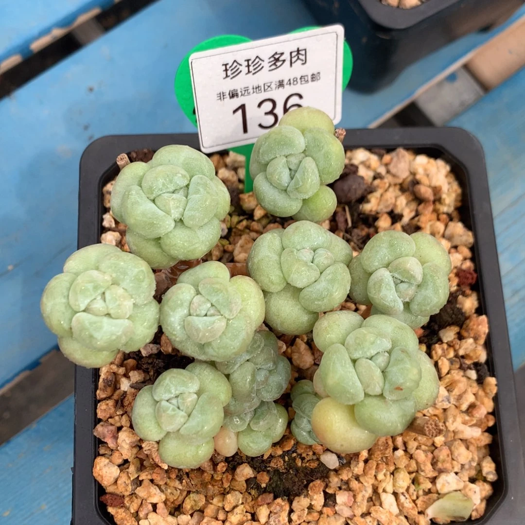 精控丸叶泡泡糖老桩136