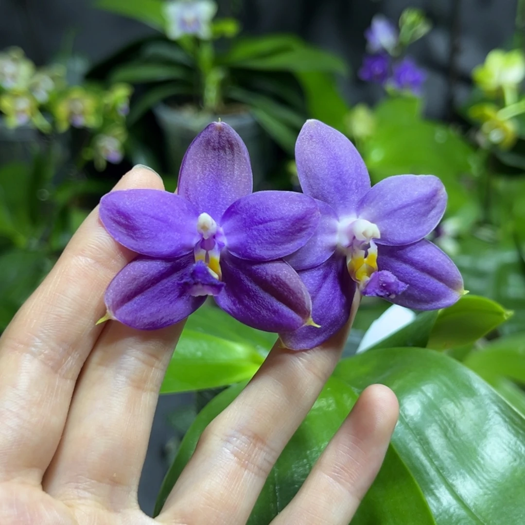 完全开放2.5寸鱼鱼交蓝鸟开花株