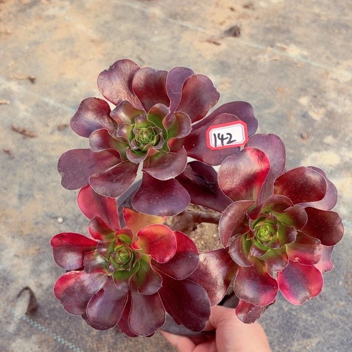 无毒七彩丛林朵朵142法师多肉