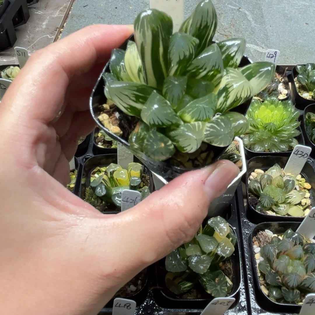 294夏沫玉露锦一物一拍