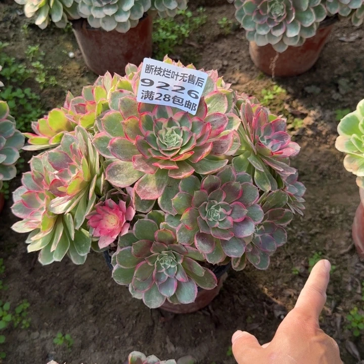 9226二号棚万花筒A