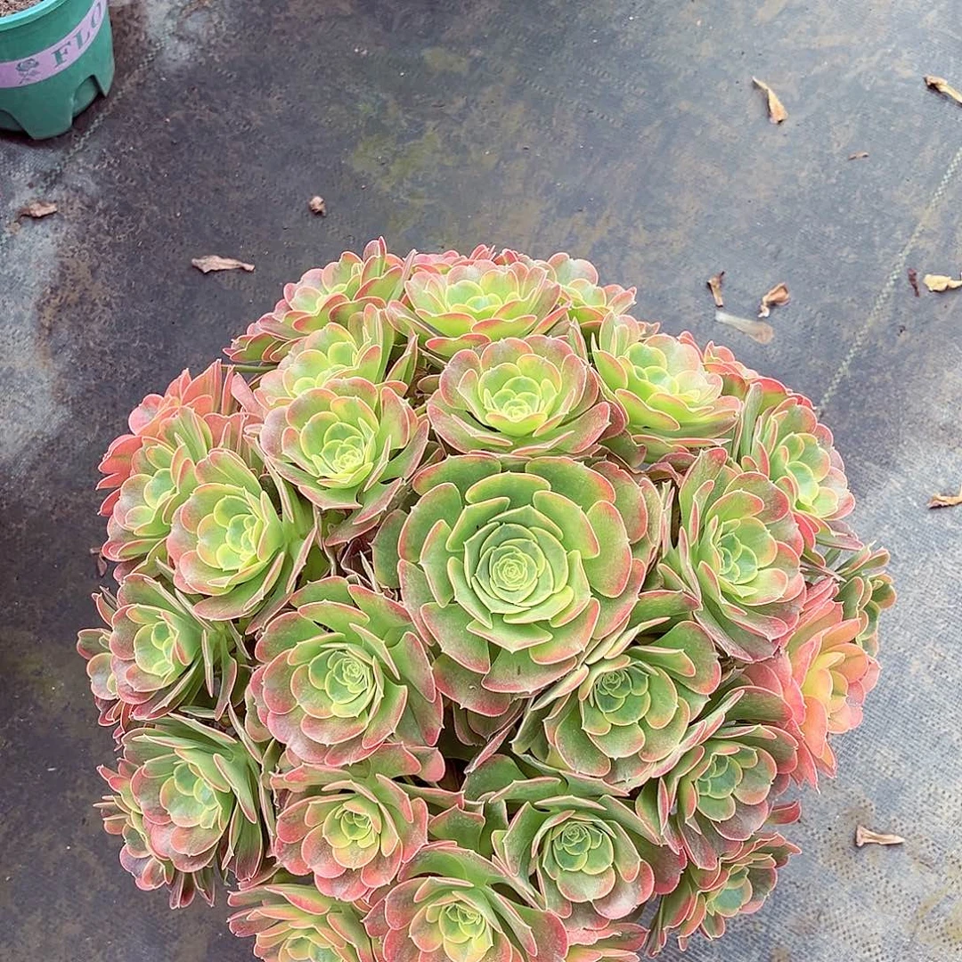 法师多肉植物特斯拉