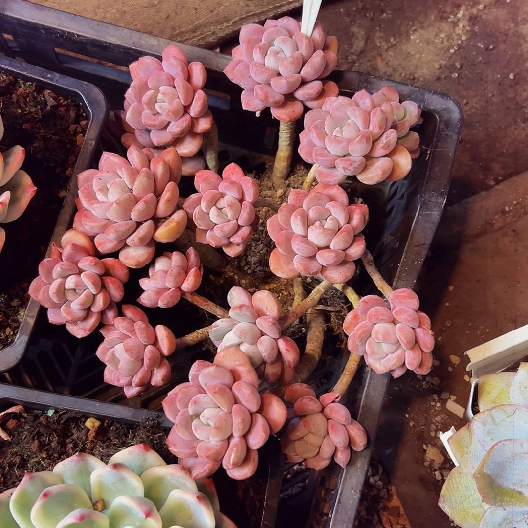 （***）c085一物一拍脱土包邮