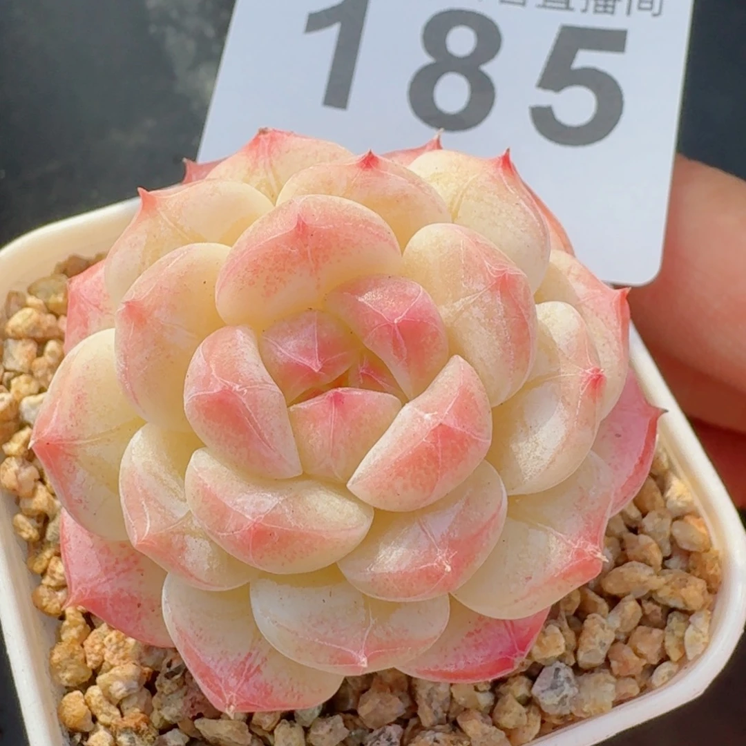 美心         精品多肉