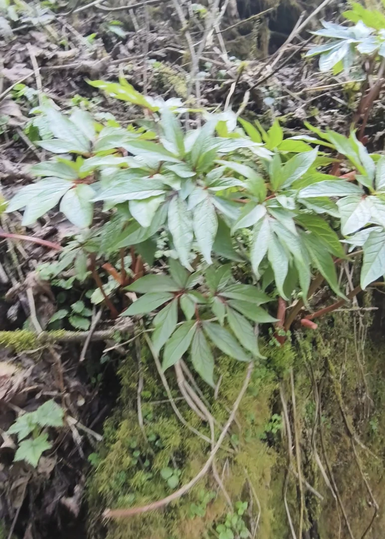 高海拔芍花盆景盆栽