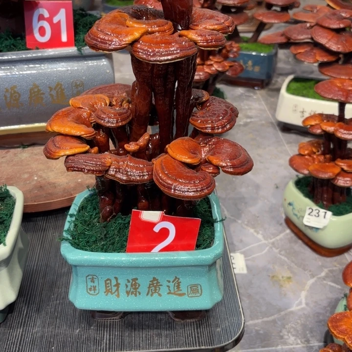 李***厨灵芝盆景植物5558888888888888888