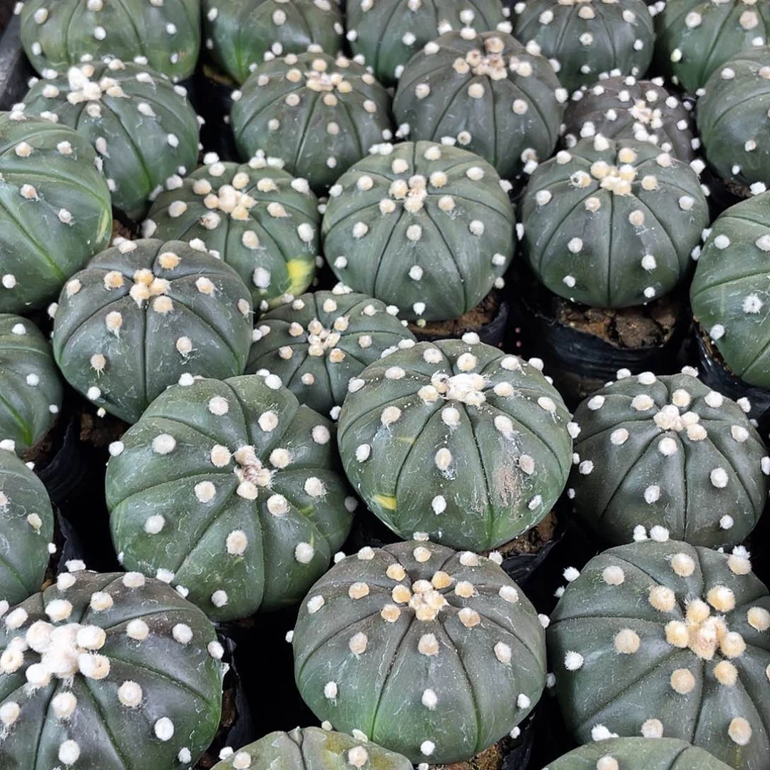 4cm2颗实生琉璃兜带盆