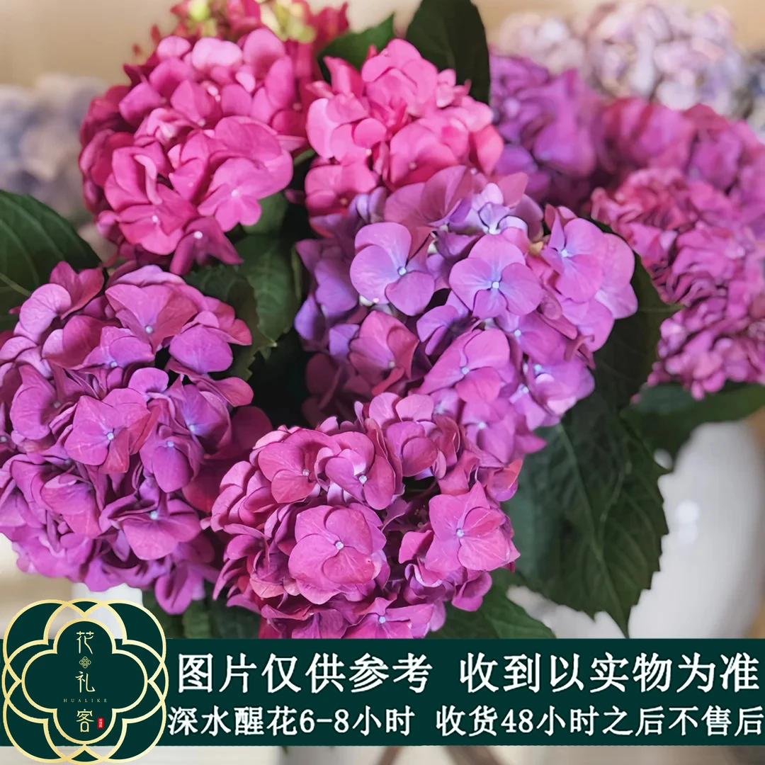 云花巷# 【多头蓝光绣球】鲜花优选 顺丰直发 鲜切花
