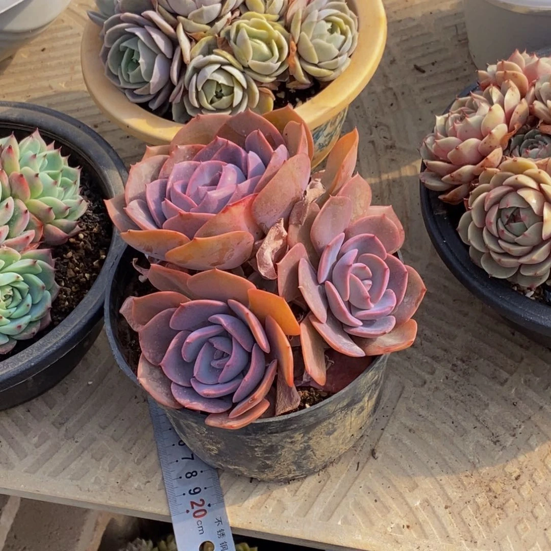 小****148包邮一物一拍多肉植物