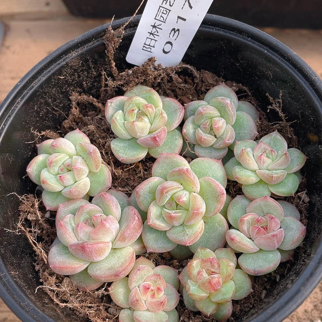 多肉植物多肉植物317