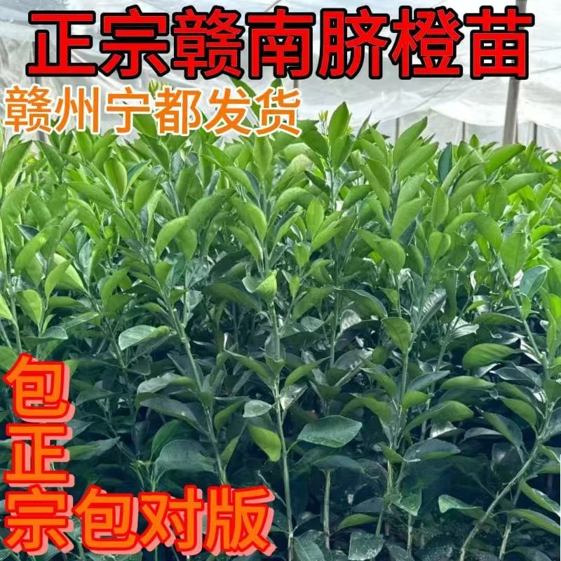 江西赣南脐橙一年分枝嫁接苗