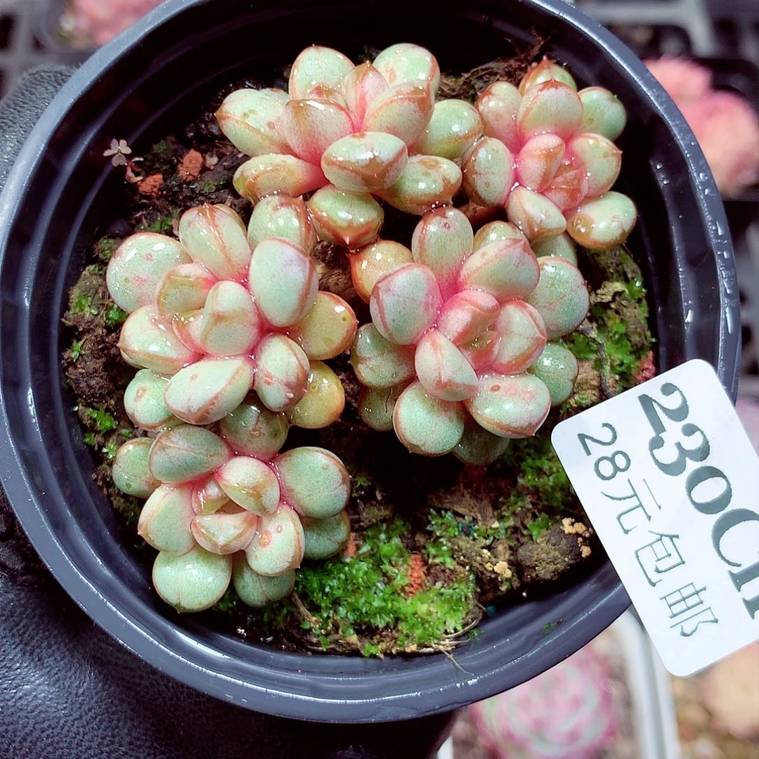 5厘米盆精控多肉230