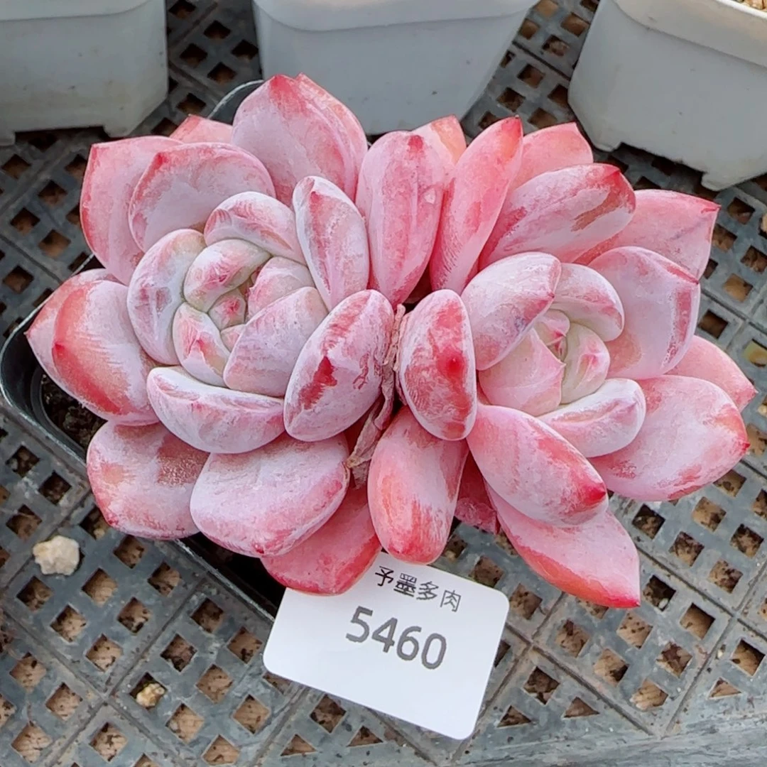 飘枝星影，5460多肉植物