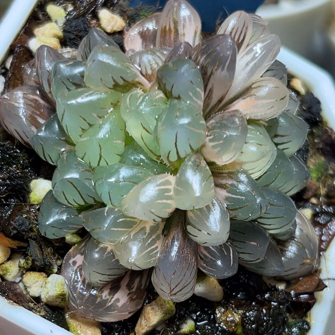 恭喜发财大吉大利950