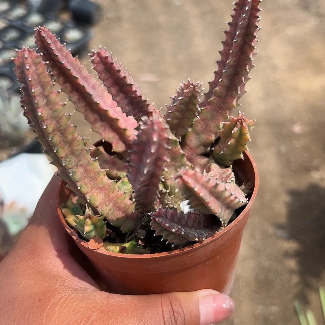 多肉植物甜甜圈锦