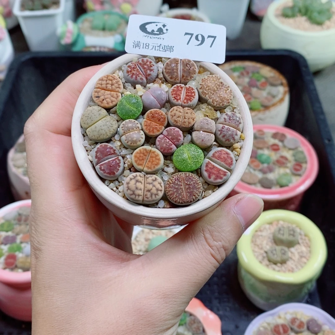 生石花花花花花花797