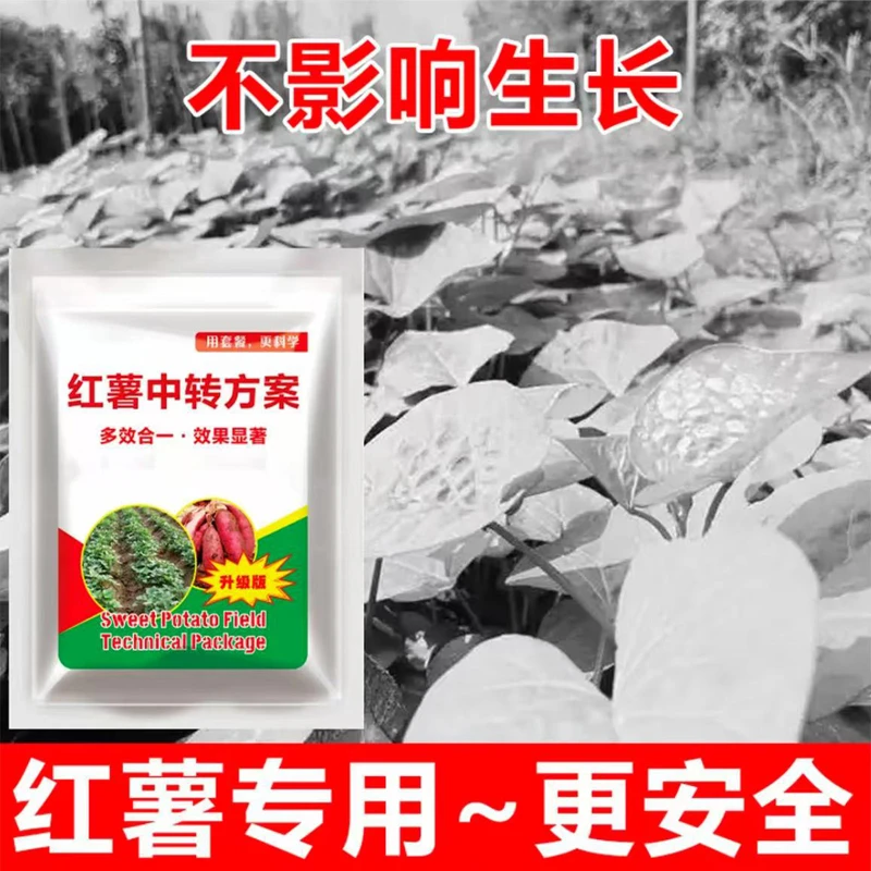 1红薯苗使用不影响作物正常生长不伤红薯喷雾有机肥料