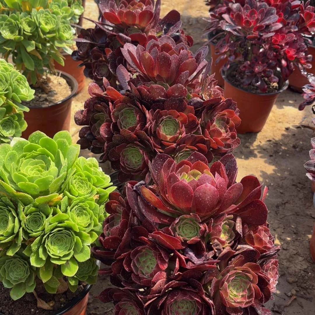 黑牡丹田庄9.9法师多肉嫩