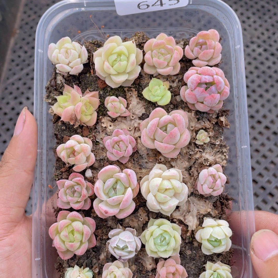 云糖心多肉植物645