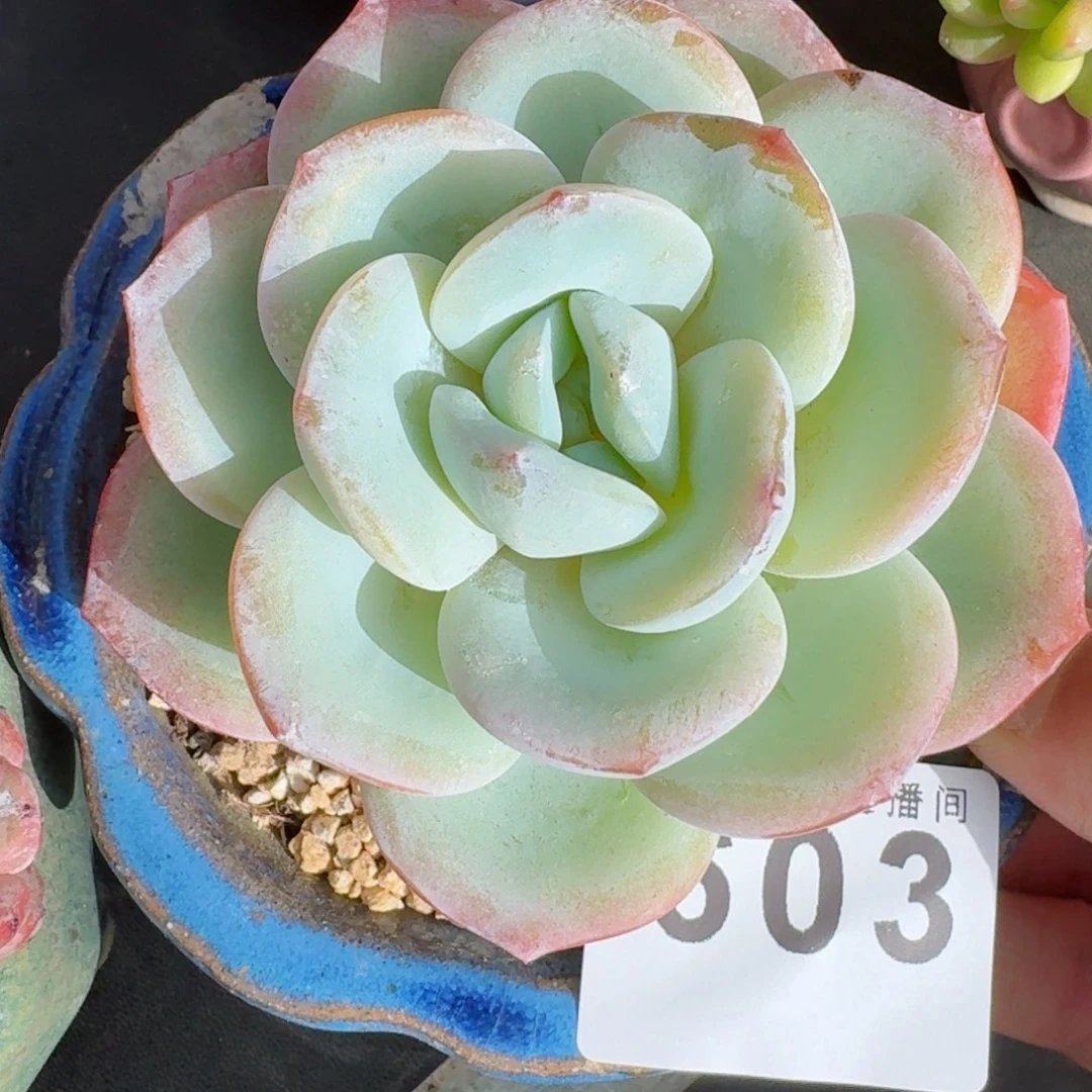 雪茶          摇身一变高富帅，一夜暴富动作快