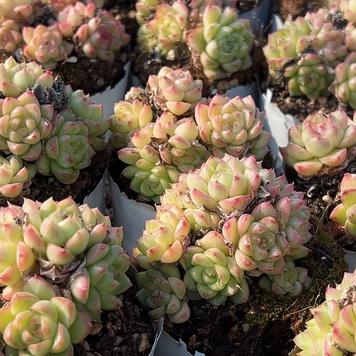 小的                红女王