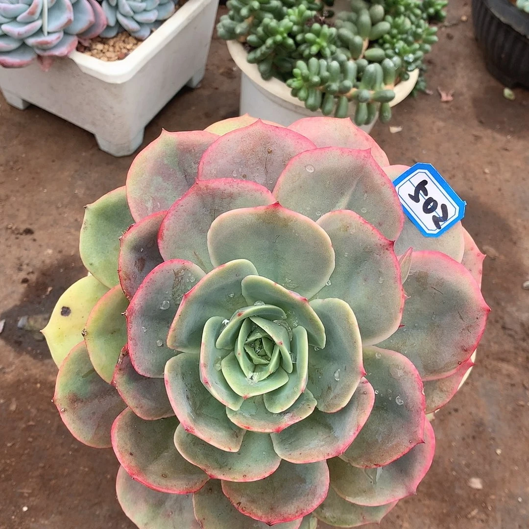 502白雪一物一拍多肉