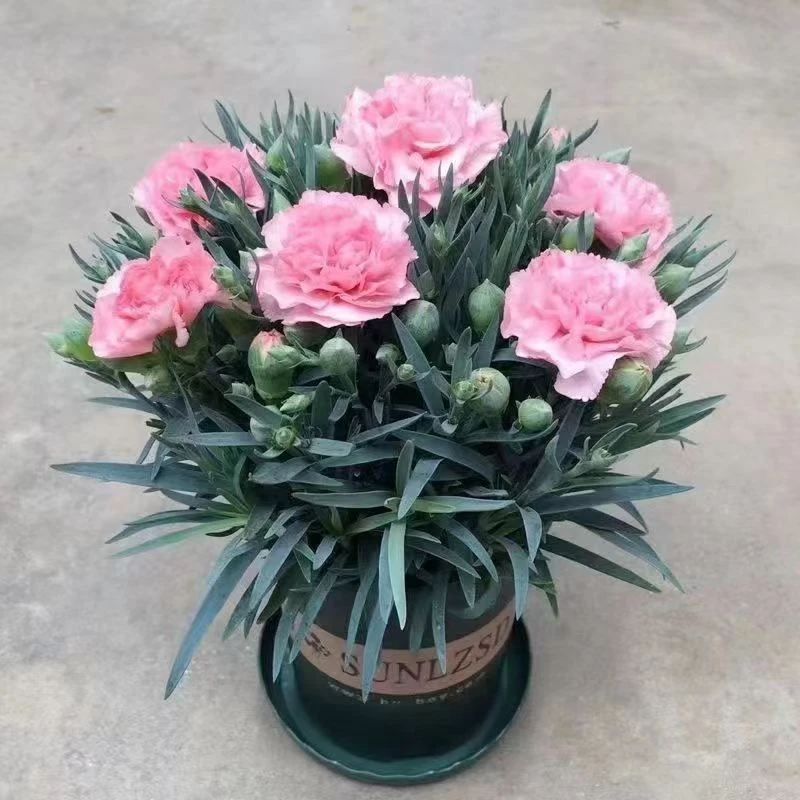 康乃馨盆栽绿植带花苞四季开花室内阳台养花卉鲜花网红植物三角梅