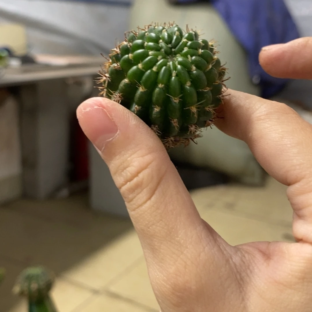新品丽花L34自根一个