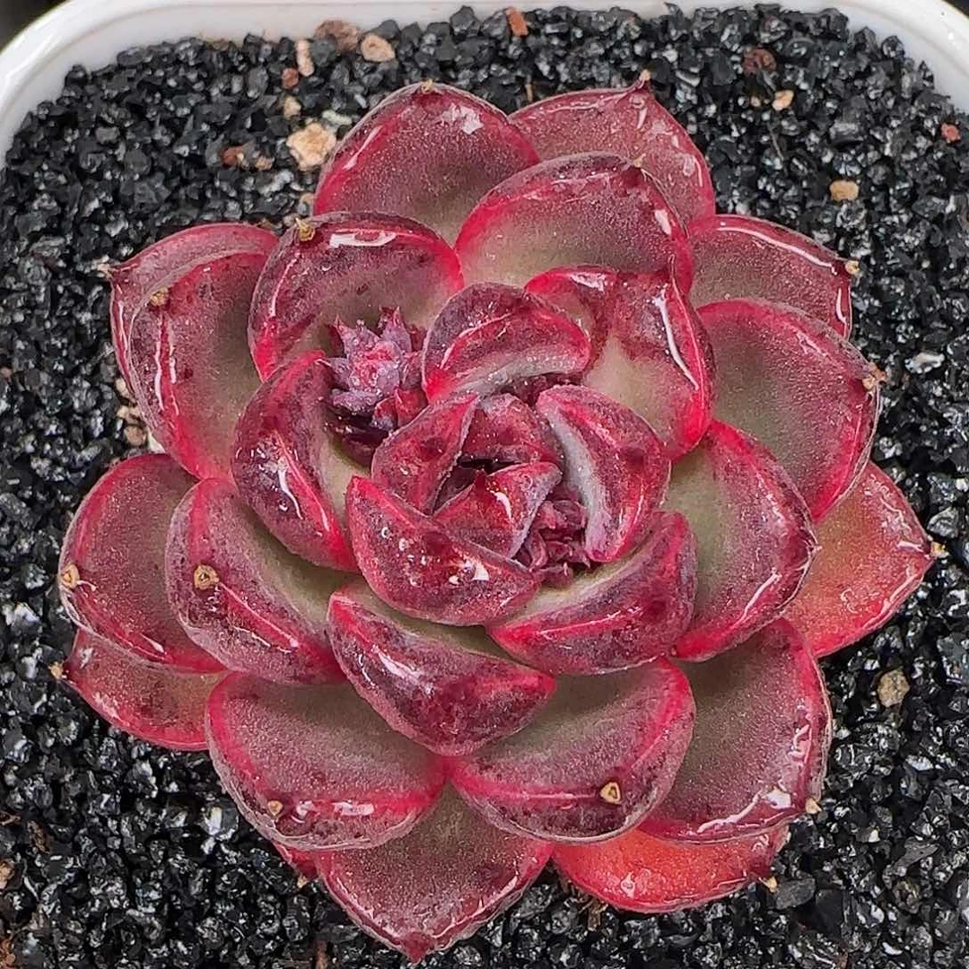 从前慢花园精选紫薇