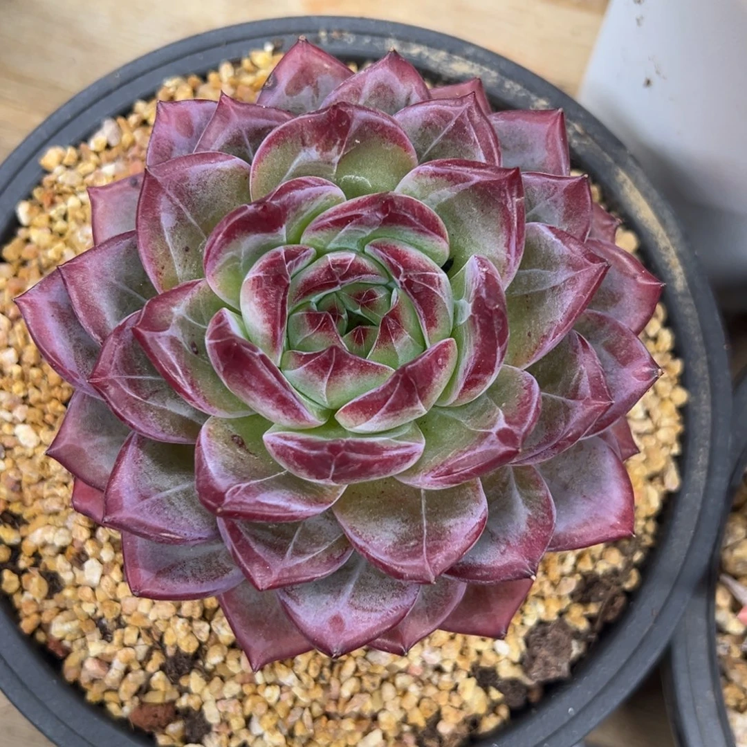 夜魔侠 单头 夏鸣园艺