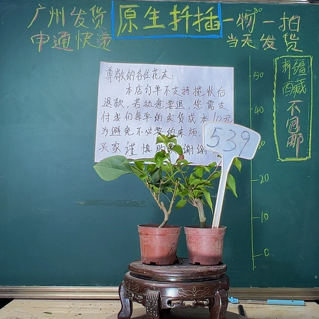 当前无花栽培后可以开花热火桑巴掌中宝 不甜西瓜掌中宝539