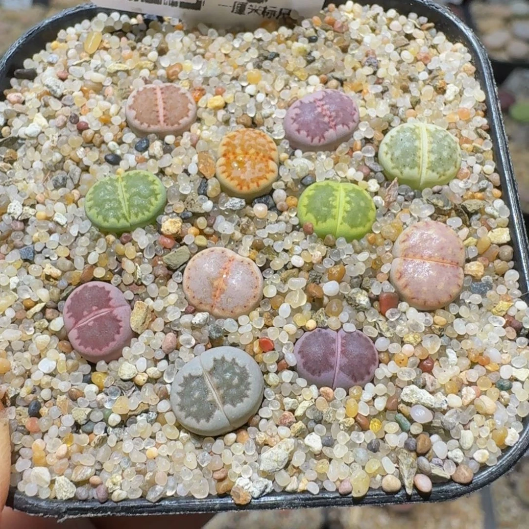 Ssss精品生石花450