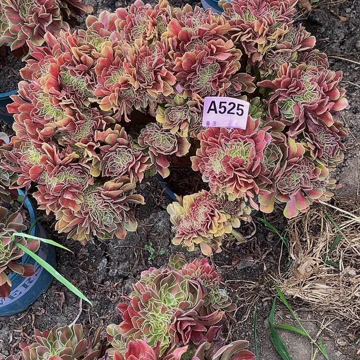 女巫宽中班法师16/—3包邮