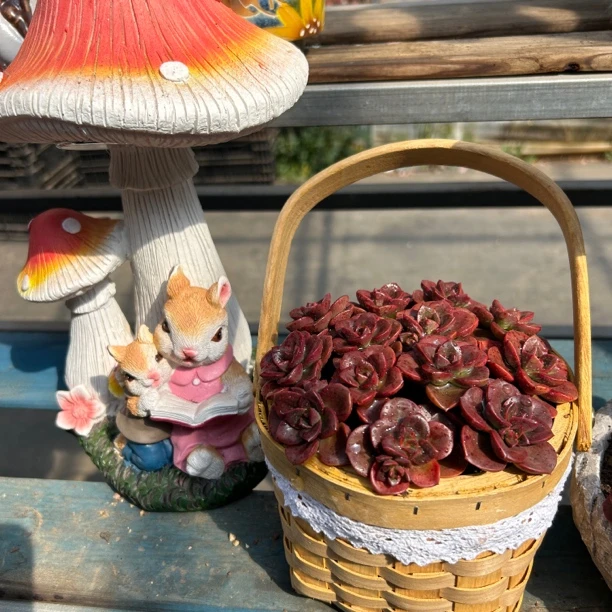 巧克力方砖多肉植物室内外好养带盆土种好包邮