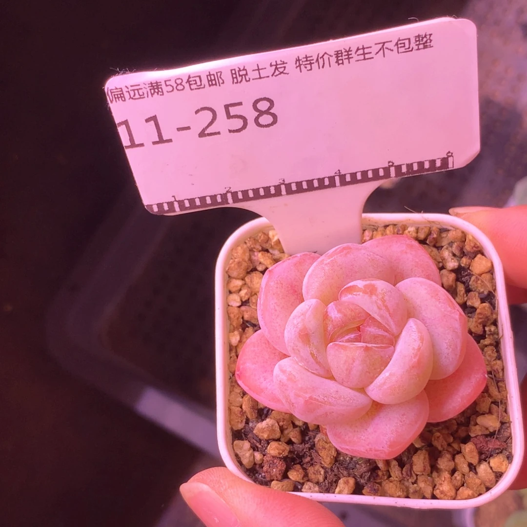 水晶鞋精品多肉58包邮