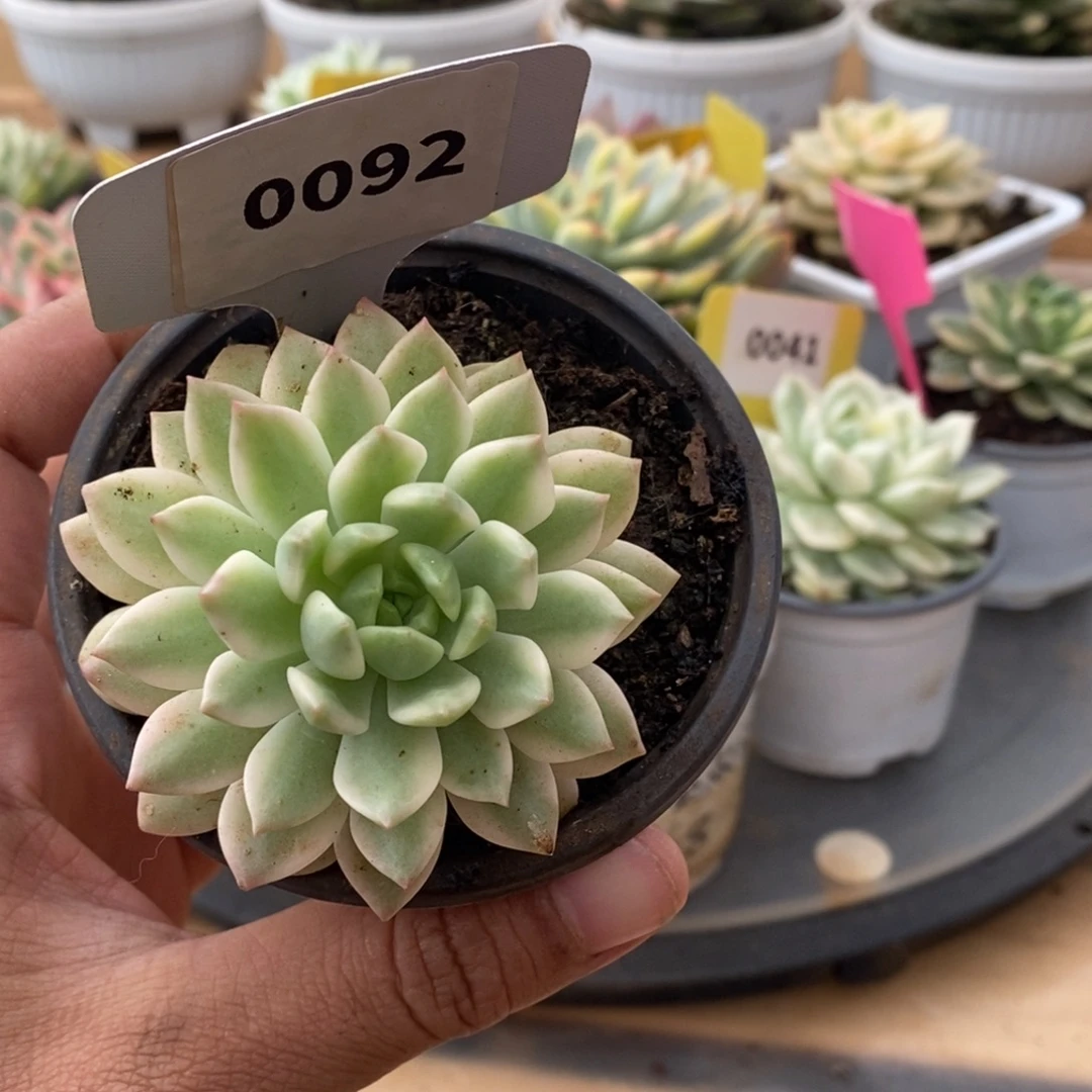 0092马库斯哈哈哈哈