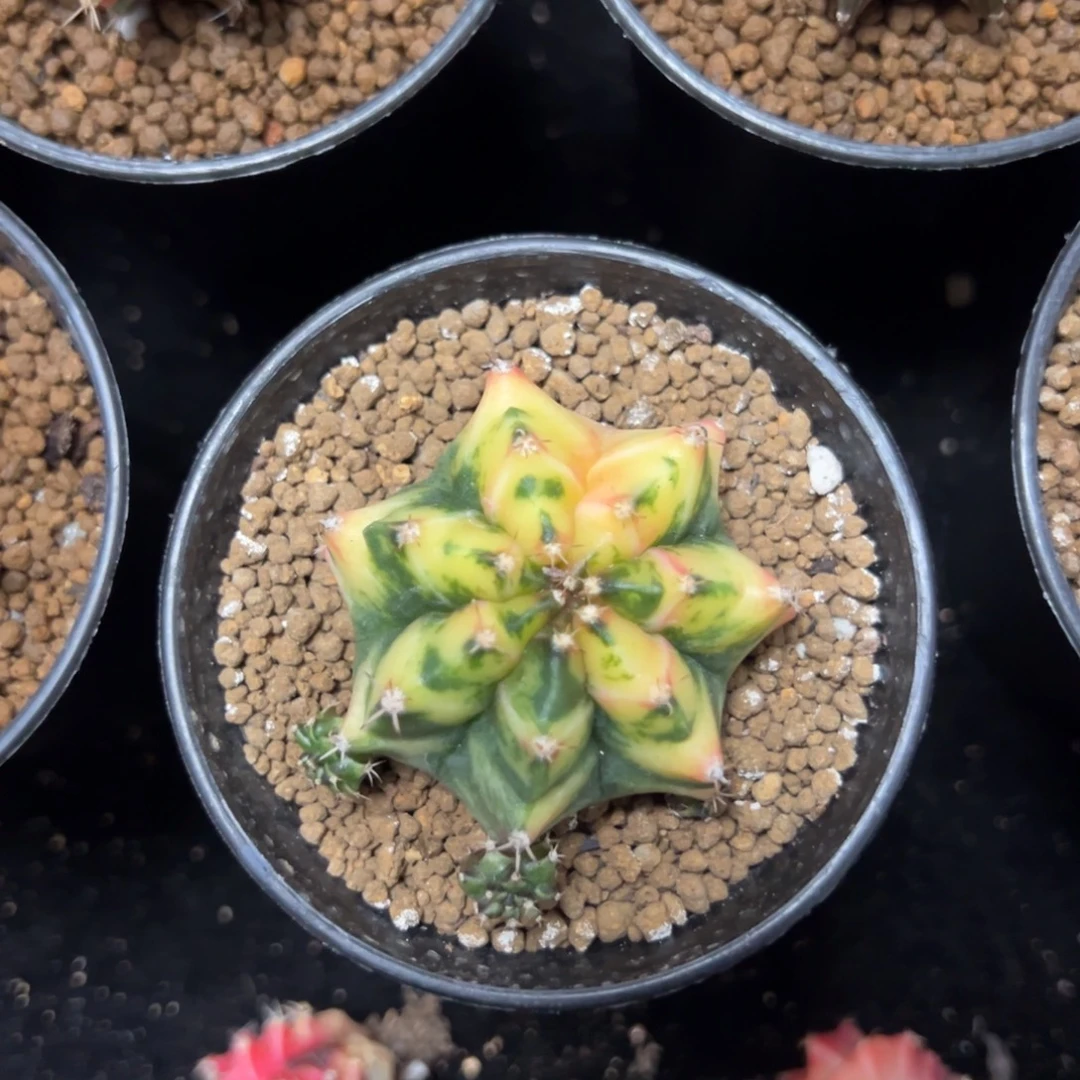 米哈锦侧芽自根带盆土发货16