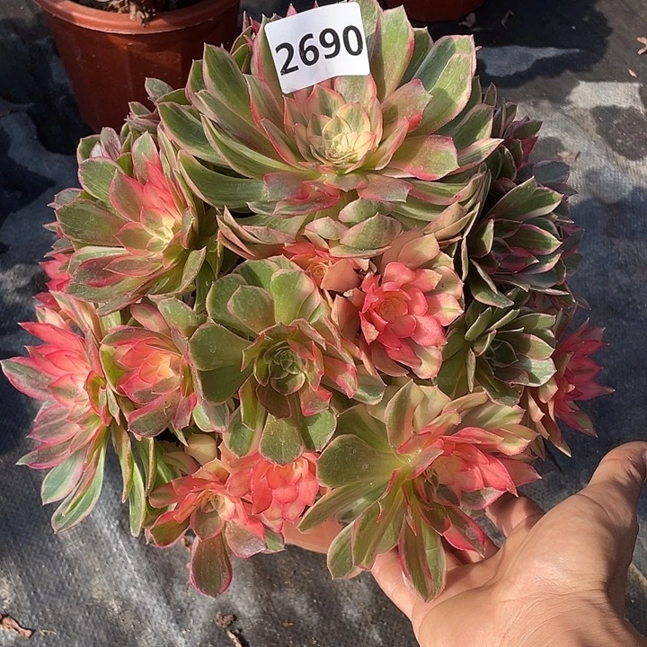 黑魔锦2690号多肉植物